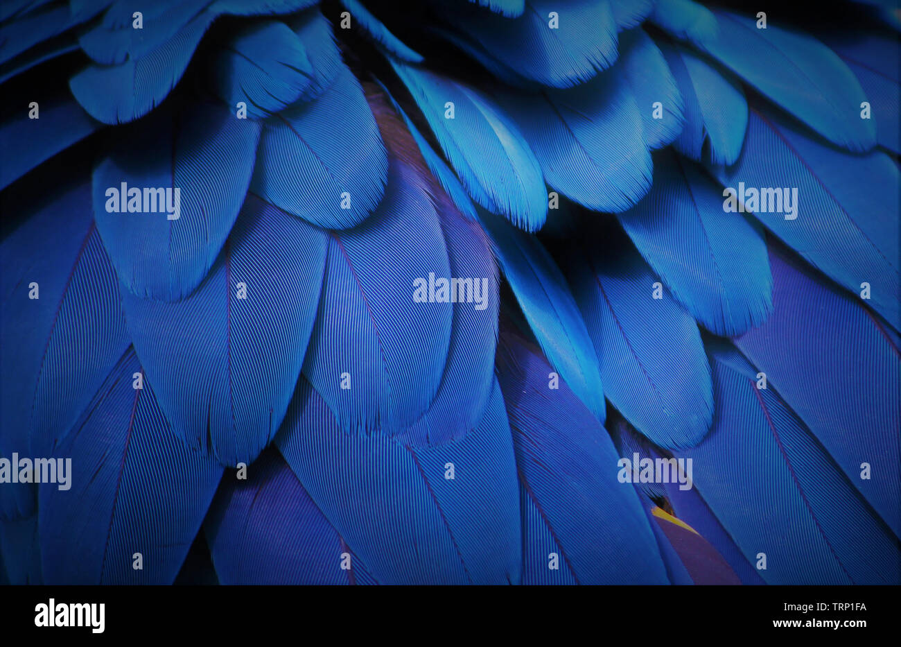 Blaue Federn Stockfoto