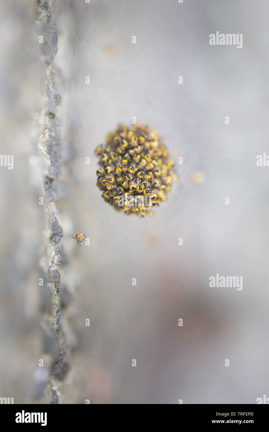 Hunderte von winzigen Baby Spinnen in einer Kugel auf einer spinnen Web auf einen konkreten Schritt in den Garten. Stockfoto