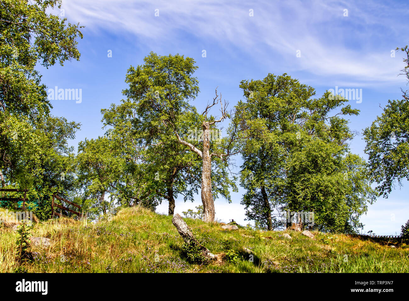 Die Natur des russischen Nordens. Sommer. Karelien. Russland Stockfoto