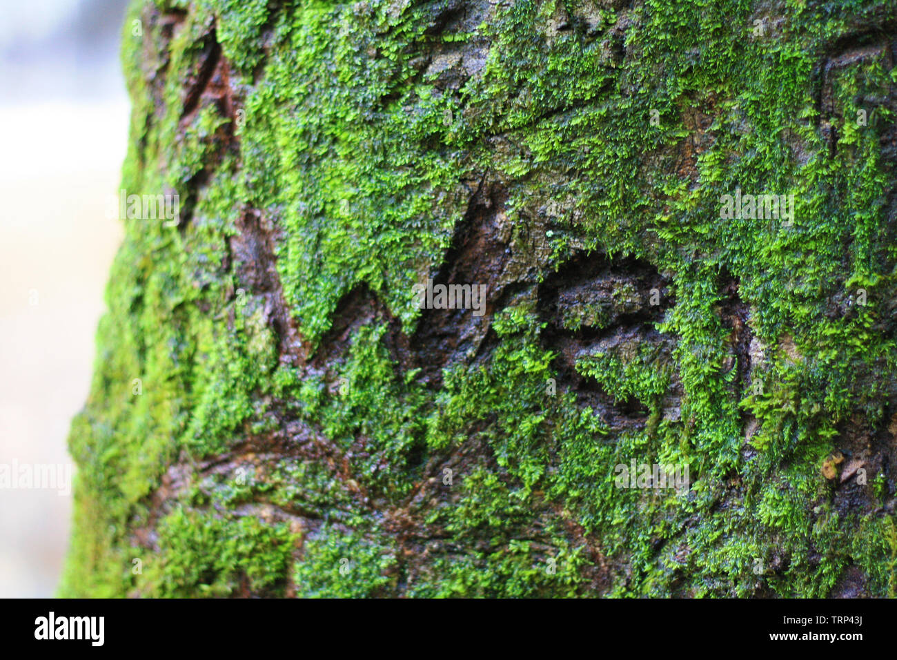 Moosige alte Baum Im feuchten Wald von North Carolina Wir sind Ein Stockfoto