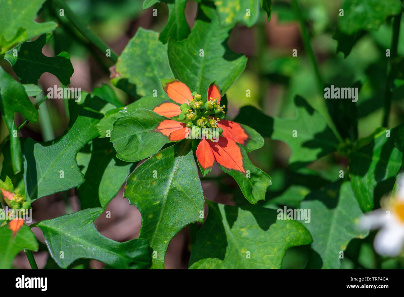 Zwerg Weihnachtsstern alias Feuer-auf-den-Berg (Euphorbia cyathophora) closeup - Topeekeegee Yugnee (TY) Park, Hollywood, Florida, USA Stockfoto