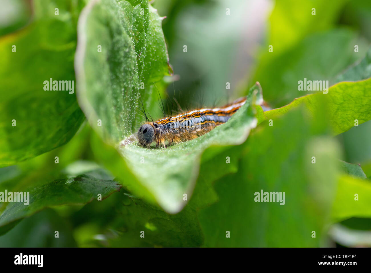 Lakai Motte Caterpillar Stockfoto