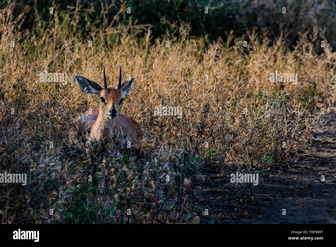 Oribi, eine kleine Antilopen, versteckt sich in der Bürste, Serengeti National Park, Tansania. Stockfoto