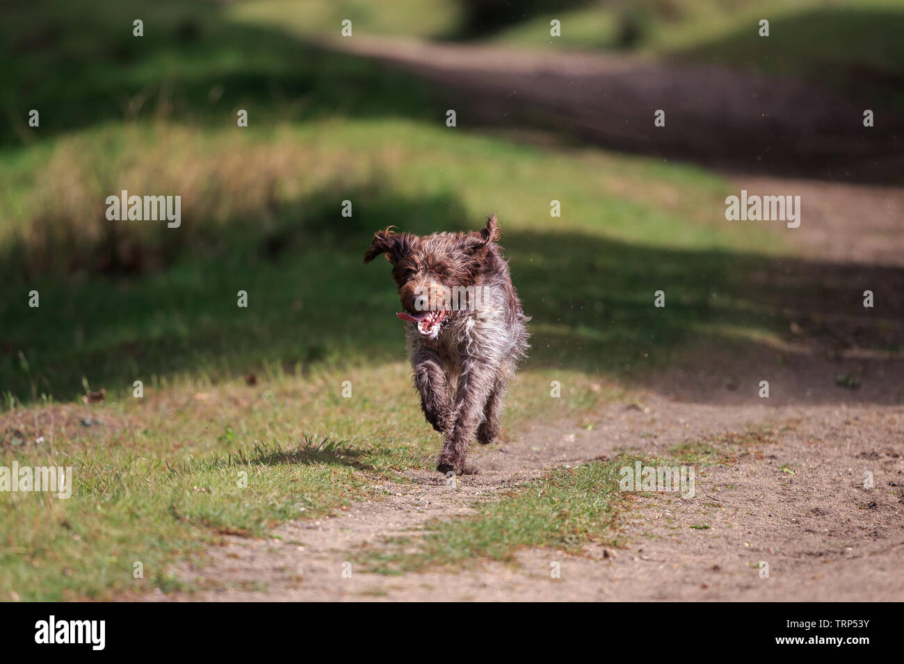 Ein Spaniel ist eine Art Waffe Hund. Spaniels wurden speziell gezüchtete Spiel aus dichter Bürste zu spülen. Stockfoto