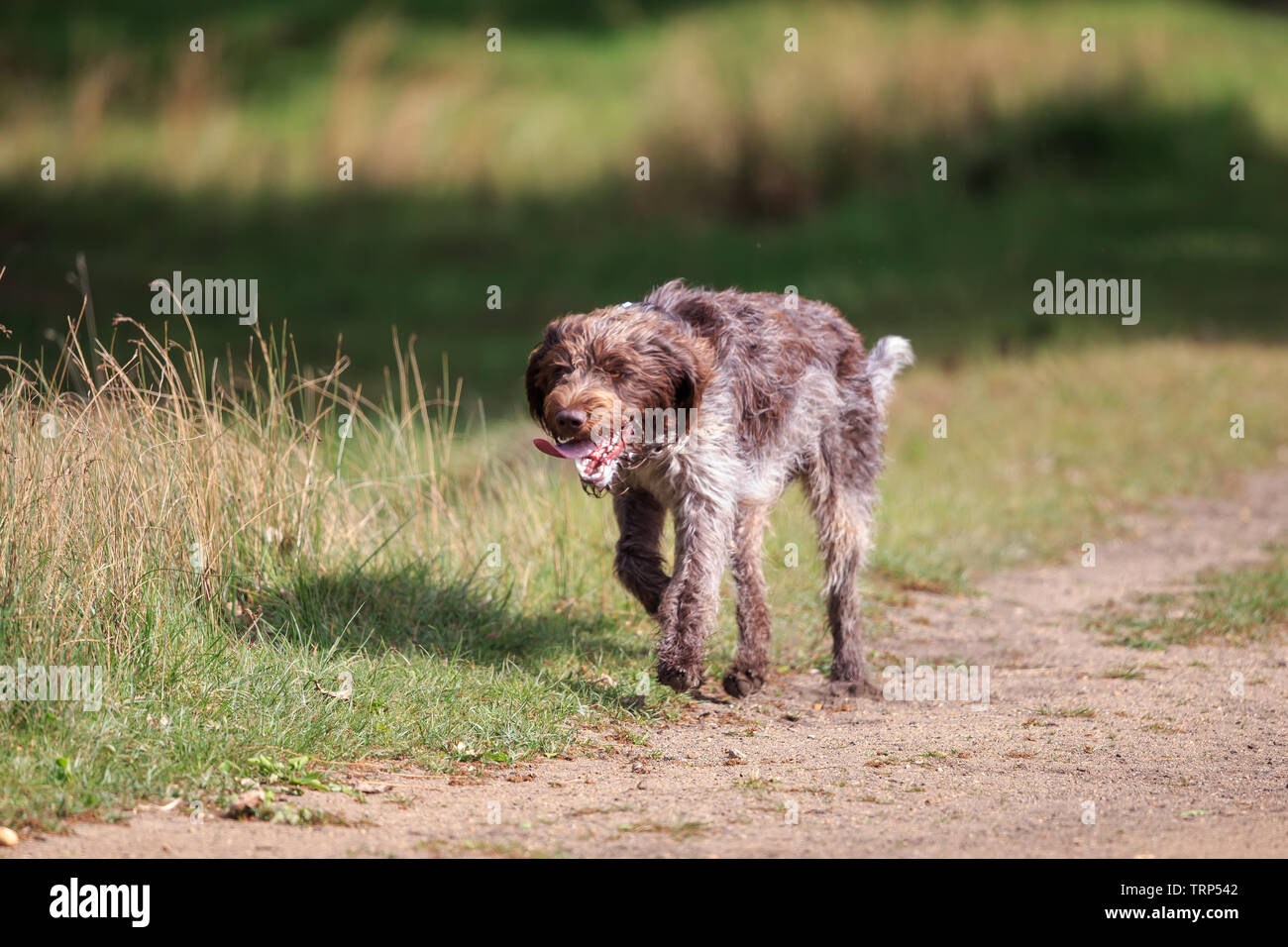 Ein Spaniel ist eine Art Waffe Hund. Spaniels wurden speziell gezüchtete Spiel aus dichter Bürste zu spülen. Stockfoto