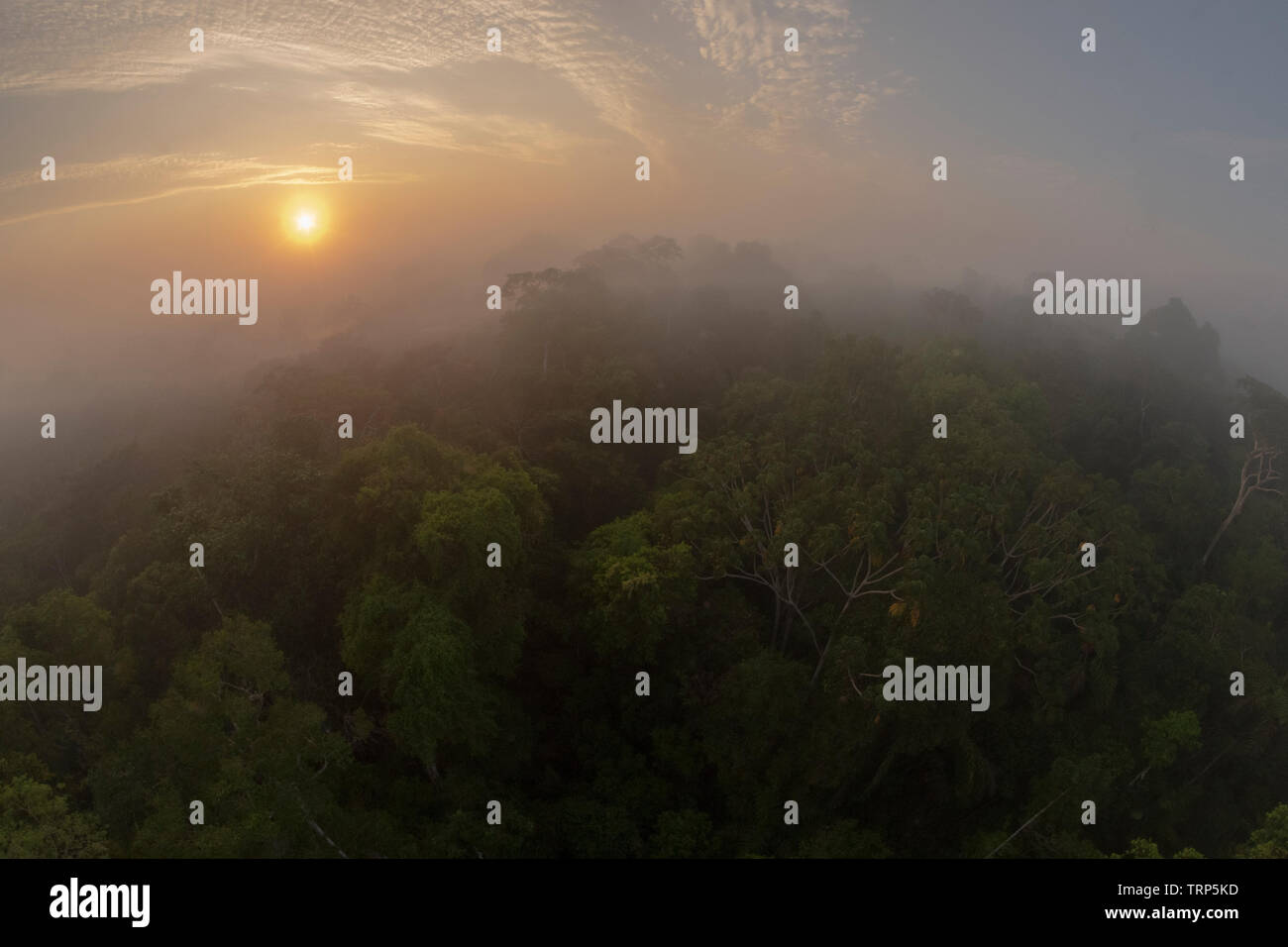 Amazon Rainforest Canopy in der Morgendämmerung, Tambopata, Peru Stockfoto