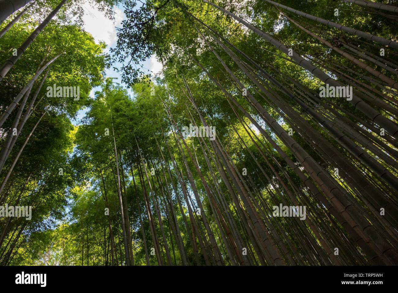 Bambus Wald/Arashiyama Bamboo Grove/Sagano Bambuswald, Kyoto, Japan Stockfoto