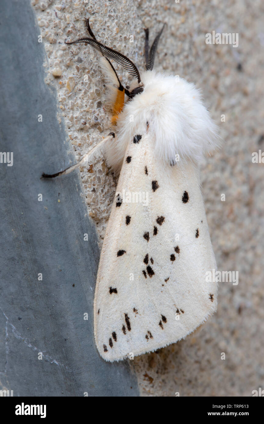 Nahaufnahme eines weißen Hermelin Motte (Spilosoma lubricipeda) Stockfoto