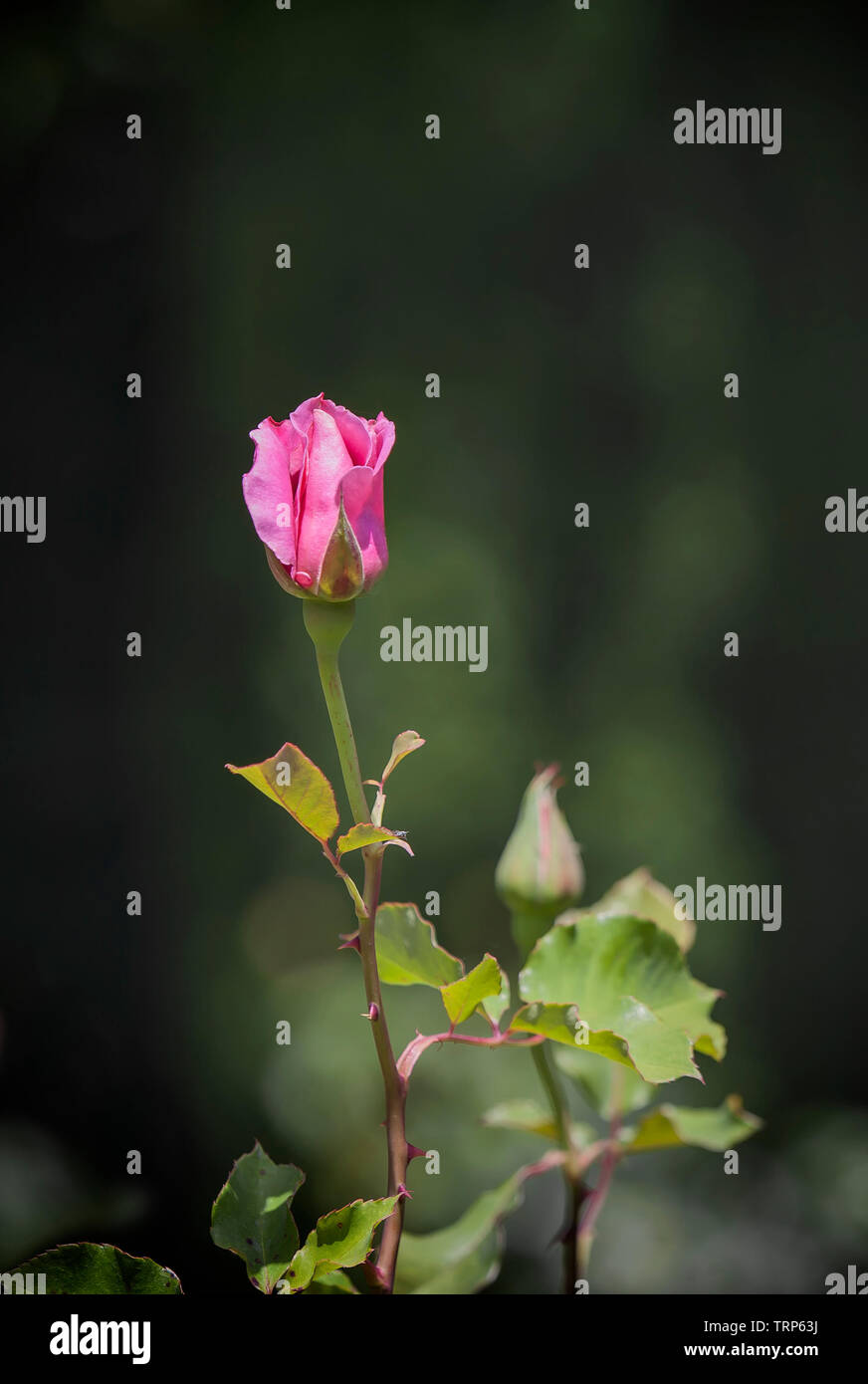 Flower Garden, SAN FRANCISCO, Ca - 31. Mai 2015: Ein Bild der Tulpen in einem botanischen Garten im Golden Gate Park von San Francisco entfernt. Stockfoto