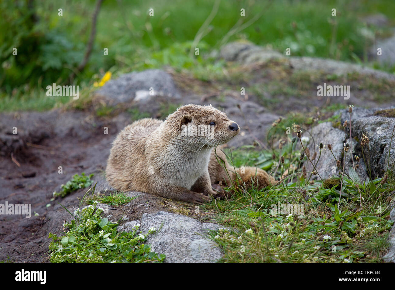 Otter saß entspannt auf dem Trockenen, Alesund, Norwegen Stockfoto