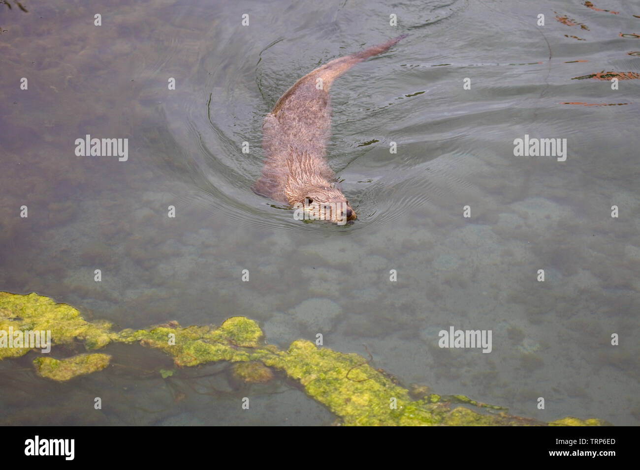 Otter im Meer schwimmen, Alesund, Norwegen Stockfoto