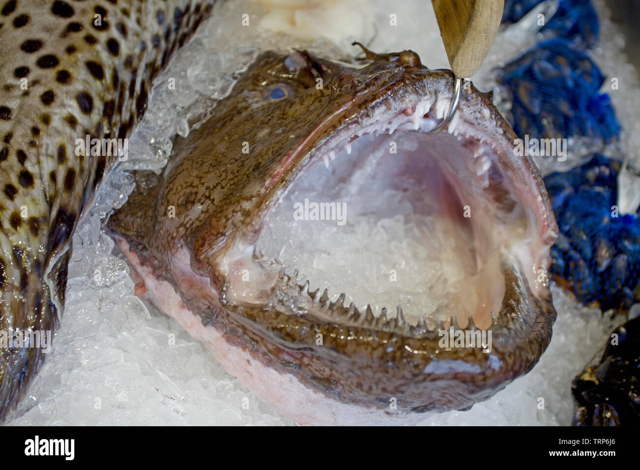 Seeteufel Kopf in einer Box zu Eis. Fischmarkt in Bergen, Norwegen Stockfoto