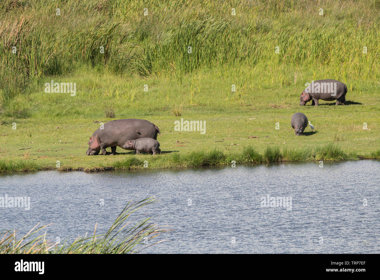 Flusspferde aus Wasser, Ngorongoro Krater, Tansania Stockfoto