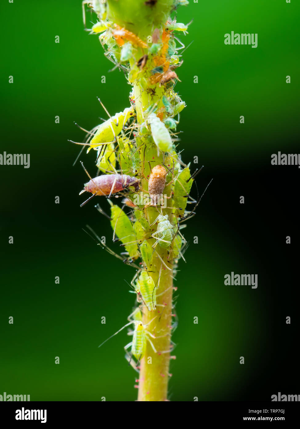 Grüne Fliegen oder Eiskaffee Kolonie auf den grünen Zweig auf grünem Hintergrund Makro Stockfoto