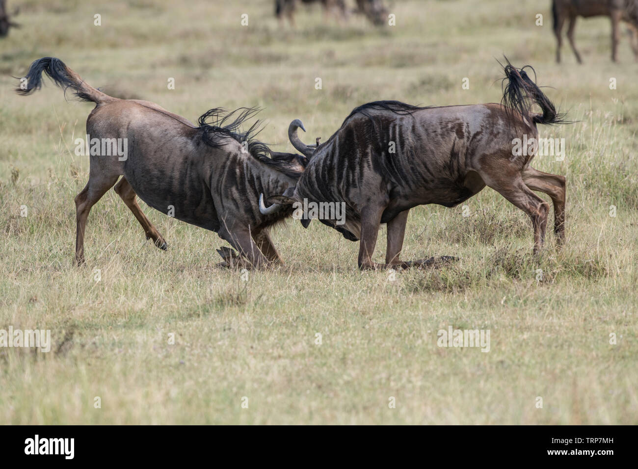 Gnus kämpfen, Ngorongoro Crater, Tansania Stockfoto