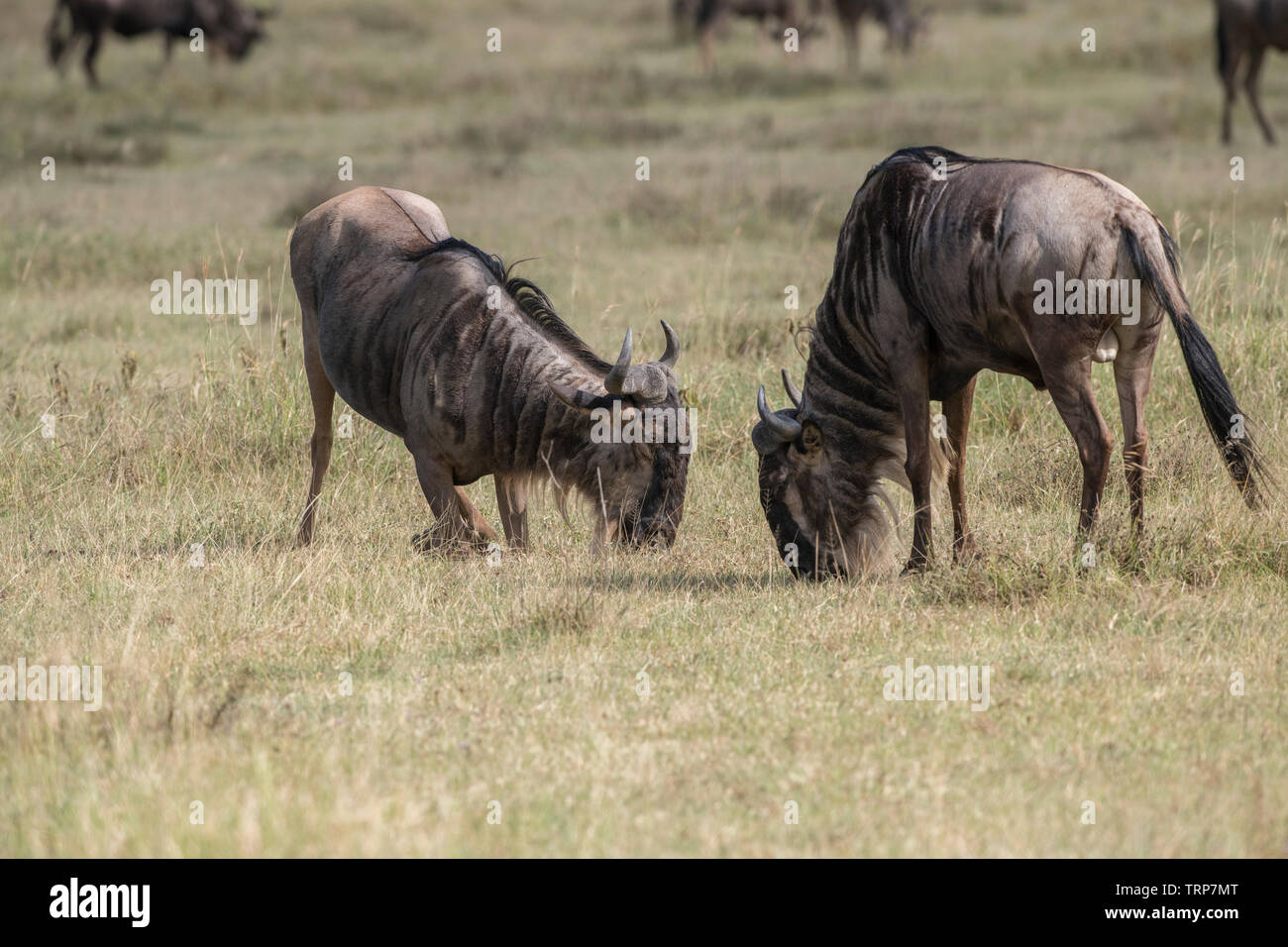 Gnus kämpfen, Ngorongoro Crater, Tansania Stockfoto