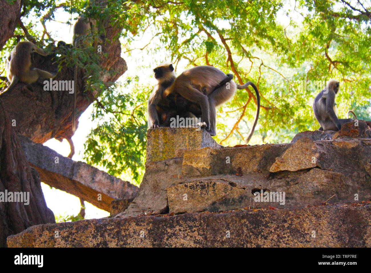 Affen der alten Stadt von Hampi Indien Stockfoto