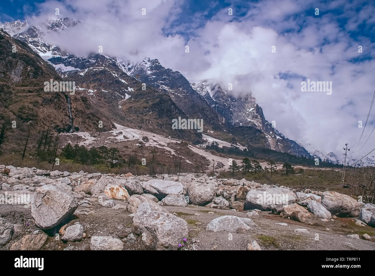 Ökologische Katastrophe, Yungtham, Tal der Blumen, Rhododendron, Bäume, threatentd, Aussterben, Nord Sikkim, Indien. Stockfoto