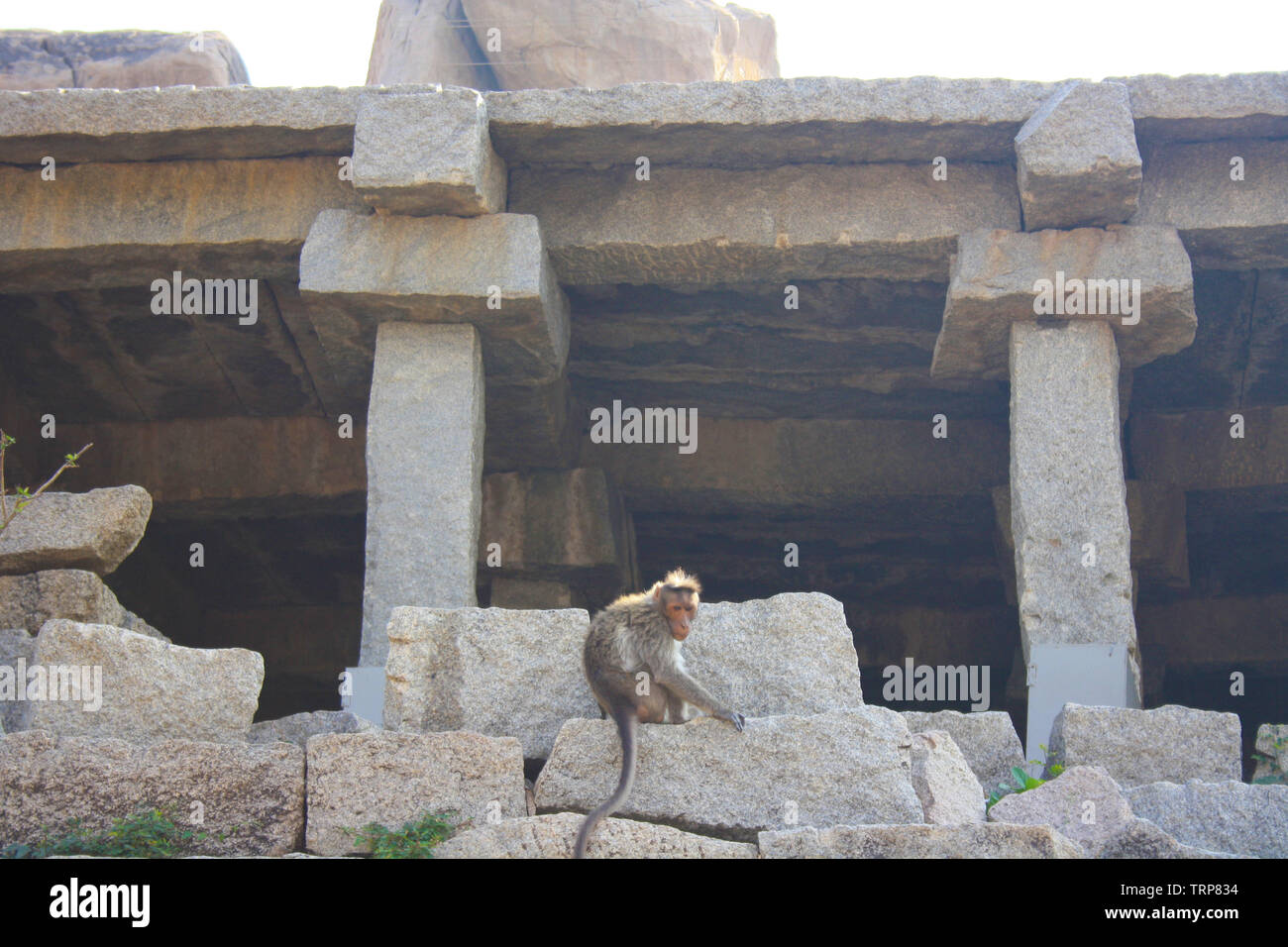 Affen der alten Stadt von Hampi Indien Stockfoto