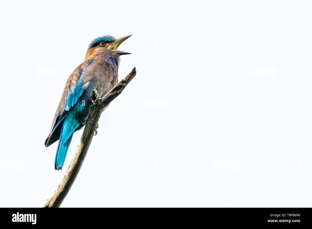 Bunte indische Roller hocken auf einer Stange und öffnet seinen Schnabel auf weißem Hintergrund Stockfoto