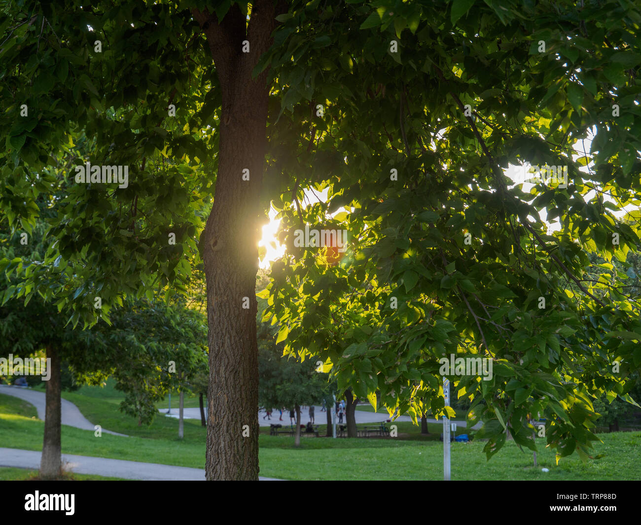 Sonne hinter einem Baum mit flare Stockfoto