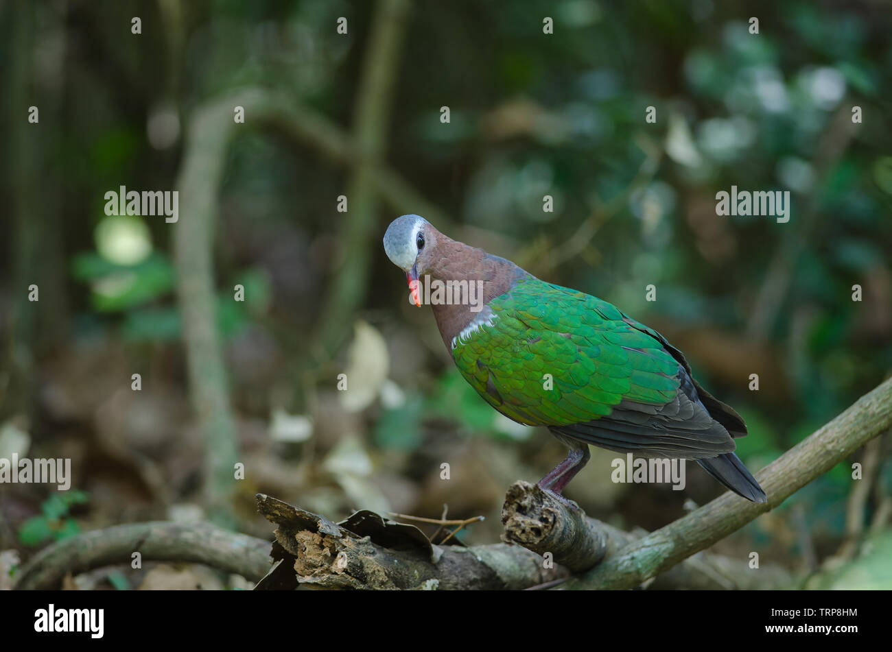 Smaragd Taube oder grüne Taube, Chalcophaps Indica, Vogel Stockfoto