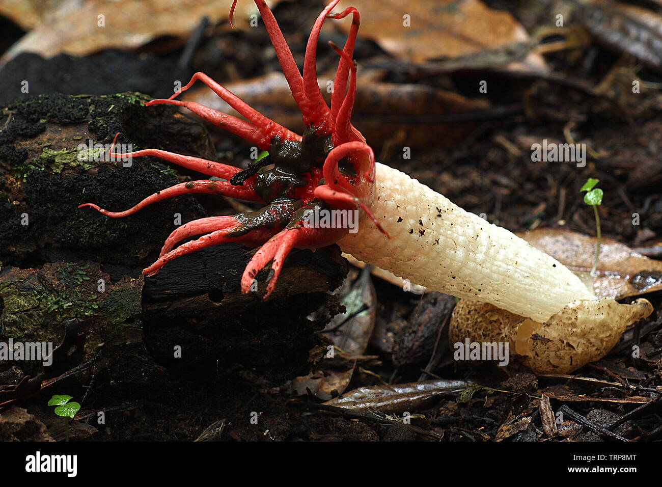 Rote Anemone stinkhorns Pilz Stockfoto