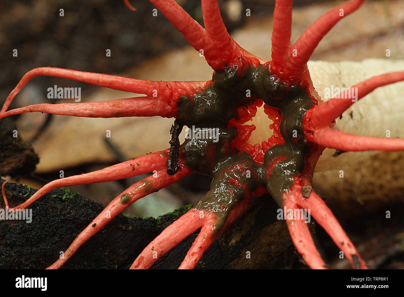 Rote Anemone stinkhorns Pilz Stockfoto