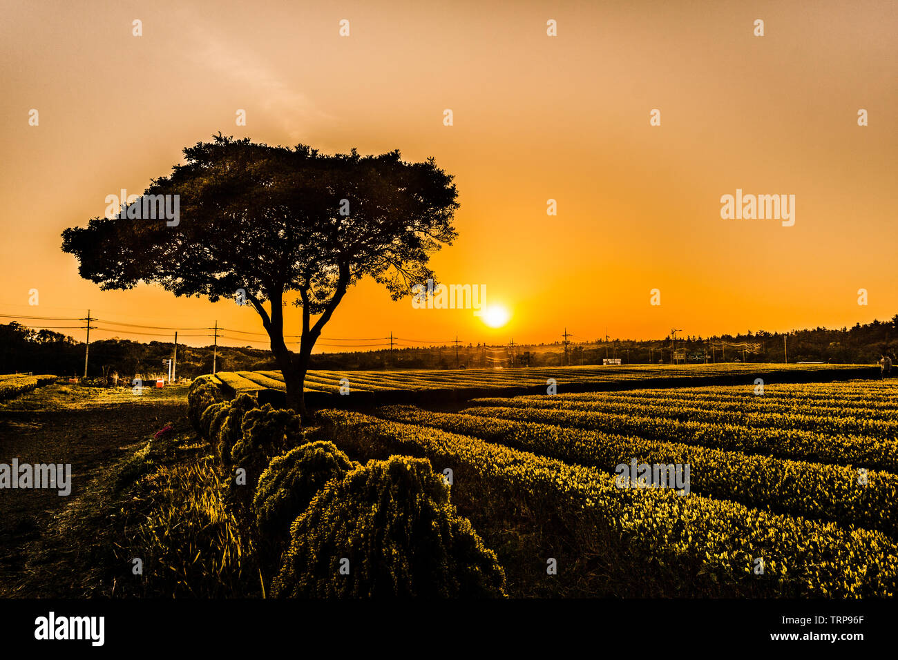 Silouhette eines isolierten Baum in der Mitte des grünen Tees Bauernhof während Sonne in Jeju, Südkorea. Stockfoto