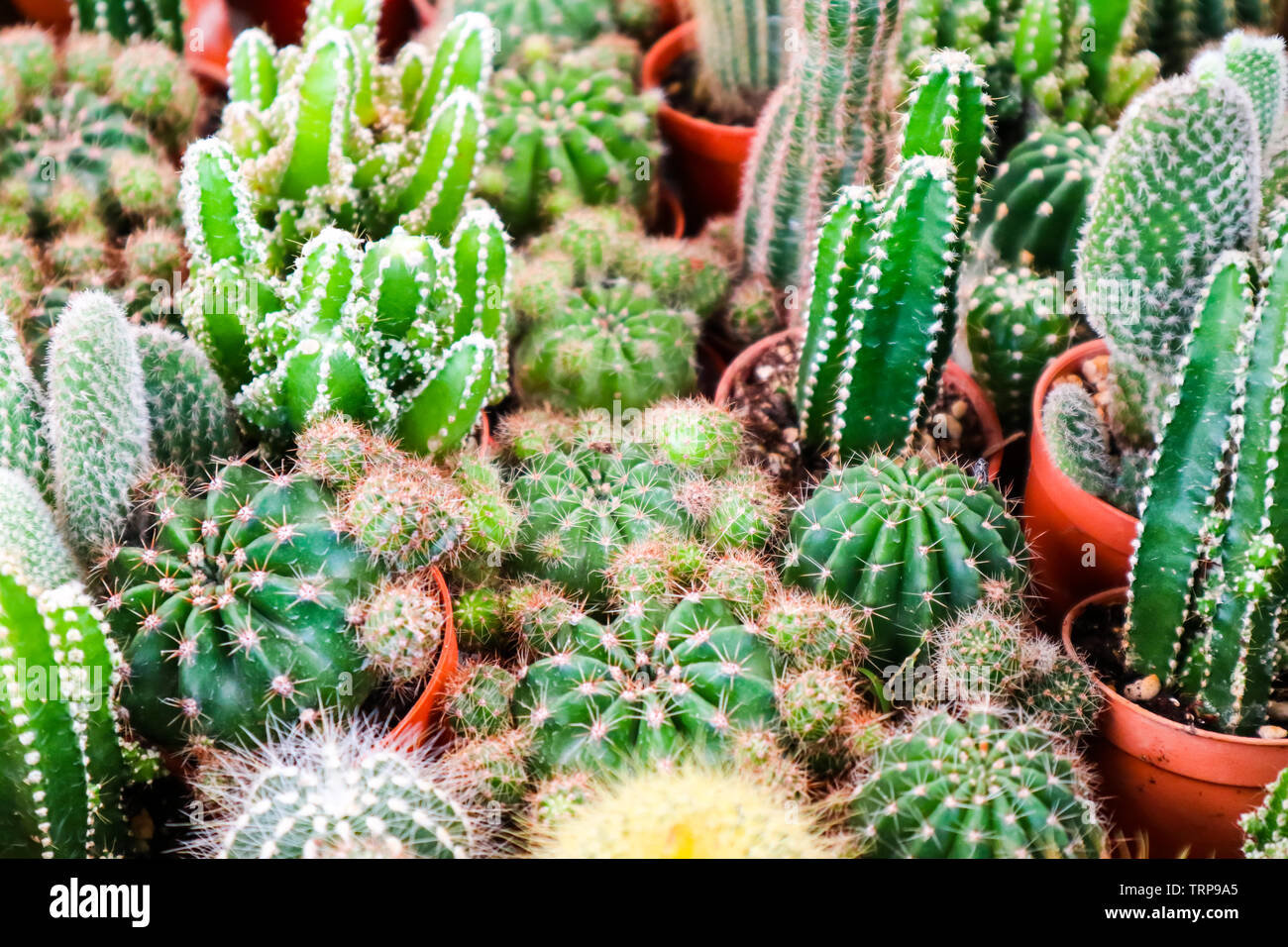 Multi von Kaktus auf Schmutz Topf, auf terrarium Dekor und Einrichtung in  Haus und Bro Stockfotografie - Alamy