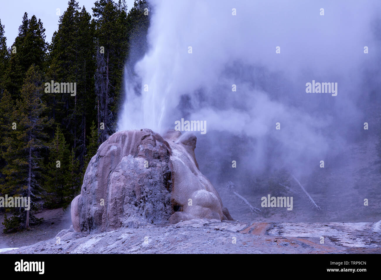 Lone Star Geysir im Yellowstone National Park Stockfoto