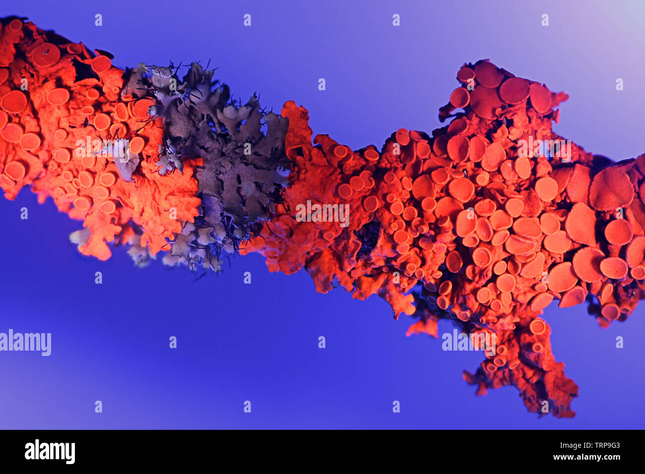 Gemeinsame orange flechten Xanthoria parietina, Rot fluorecence im ultravioletten Licht (365 nm) Stockfoto