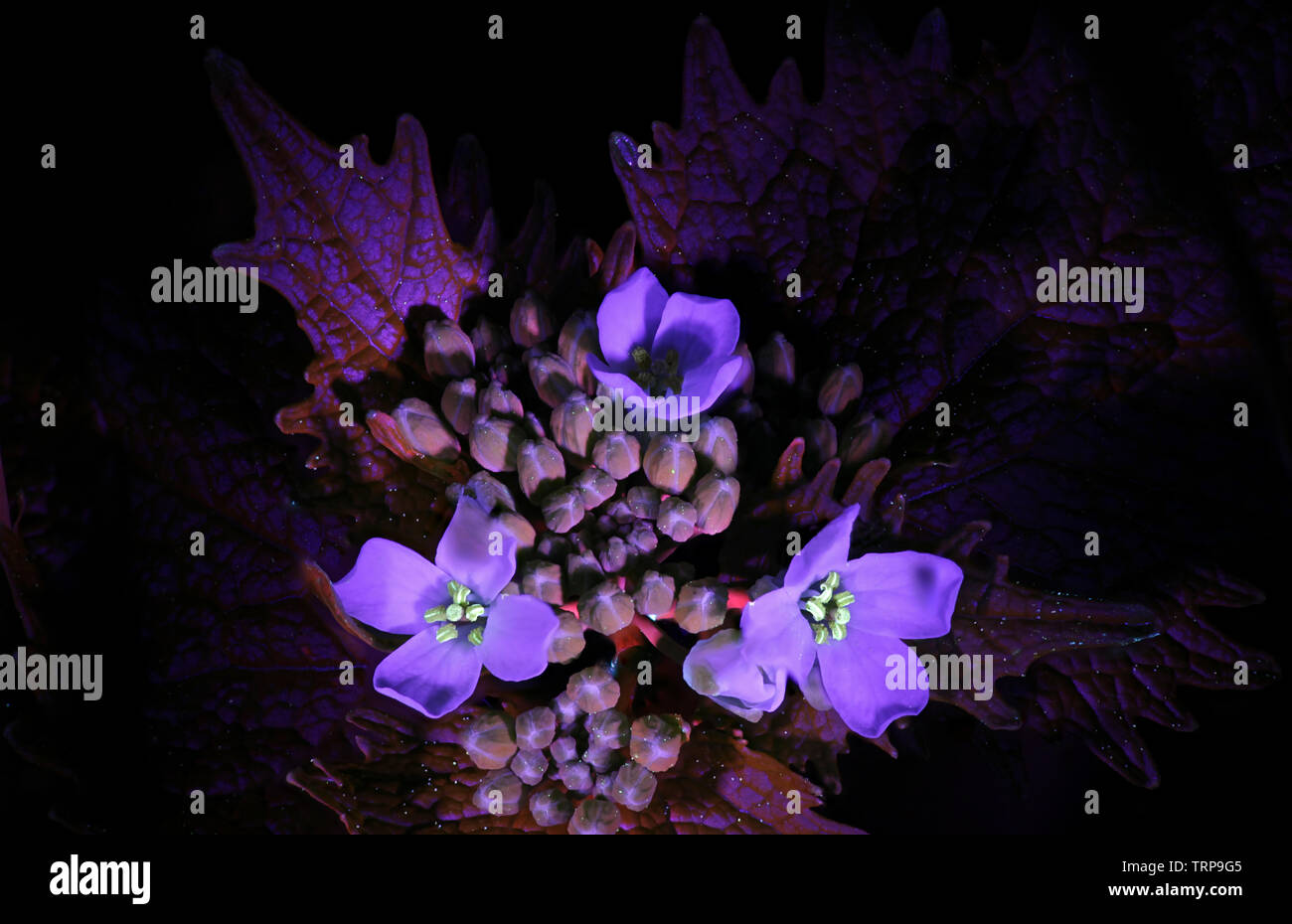 Fluoreszenz von Knoblauch Senf, Alliaria petiolata, fotografiert im UV-Licht (365 nm) Stockfoto