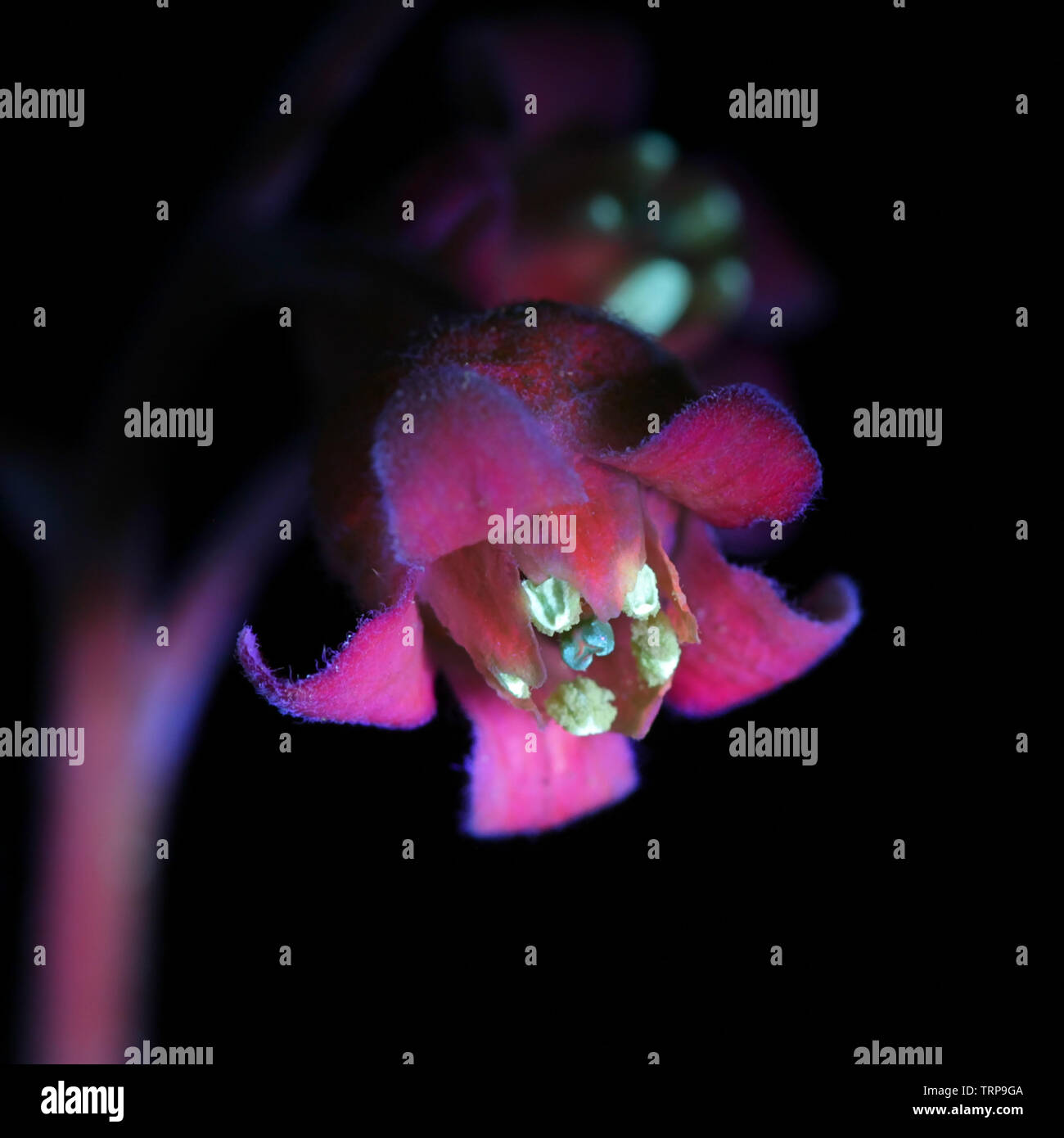 Fluoreszenz von johannisbeer Blüten, Ribes rubrum, fotografiert im UV-Licht (365 nm) Stockfoto