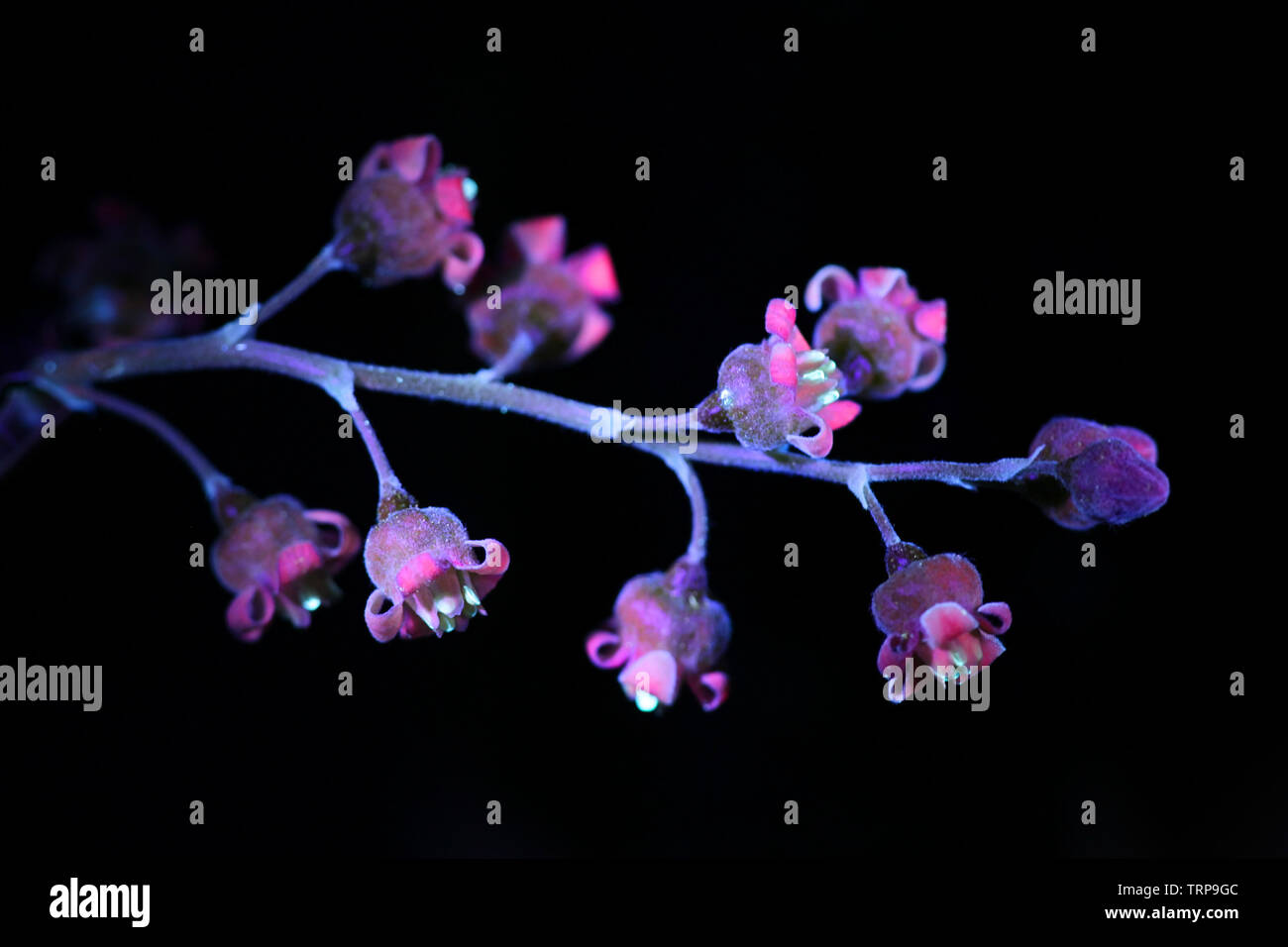 Fluoreszenz von johannisbeer Blüten, Ribes rubrum, fotografiert im UV-Licht (365 nm) Stockfoto