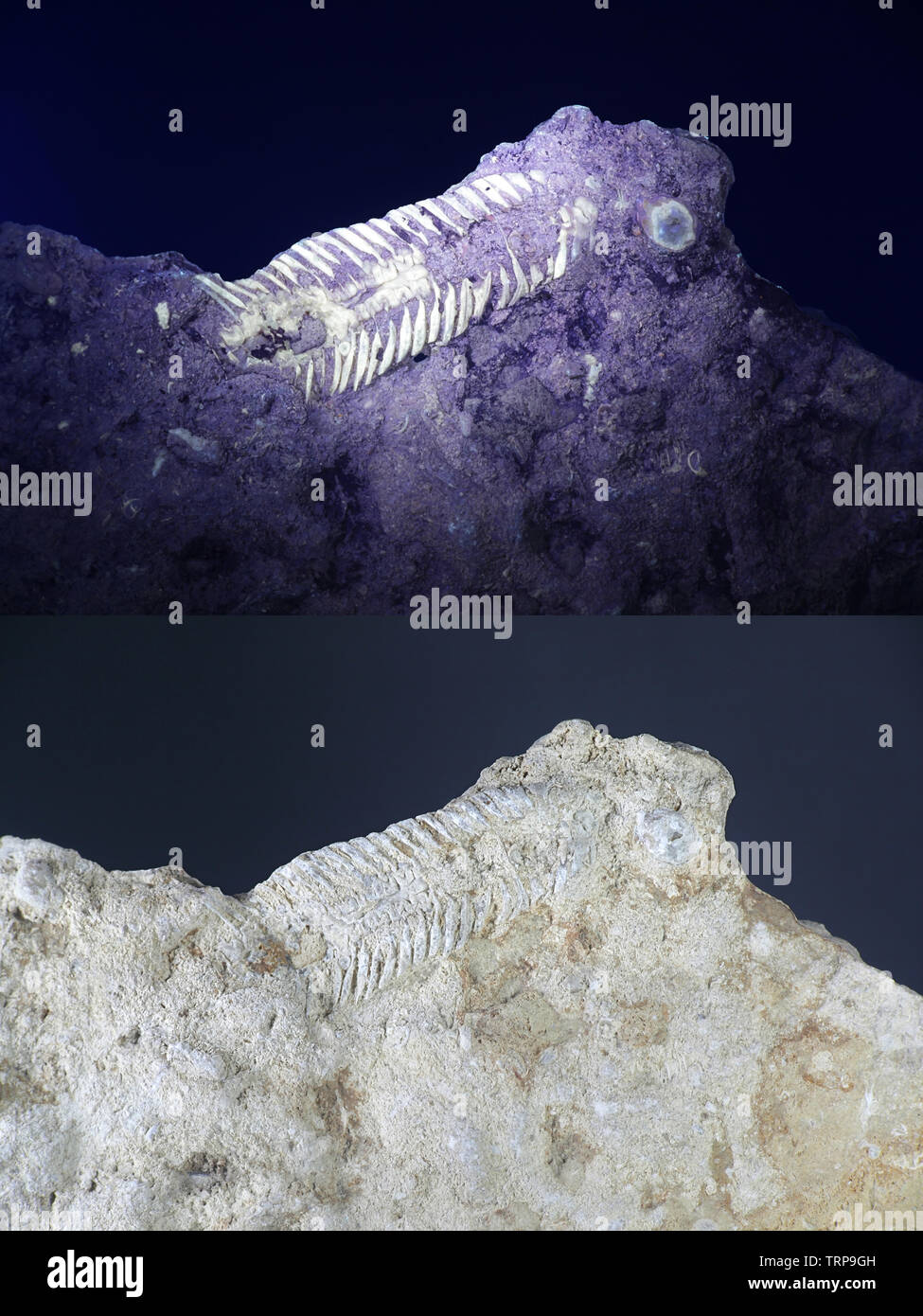 Silurische Trilobit fossiler aus Saarenmaa, Estland, im ultravioletten Licht fotografiert (365 nm). Unteres Bild zeigt dieselbe Stichprobe bei normalem Tageslicht. Stockfoto