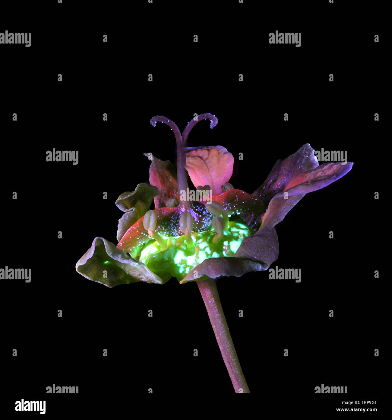 Blumen von Norwegen Ahorn, Acer negundo, fotografiert im UV-Licht (365 nm) Stockfoto