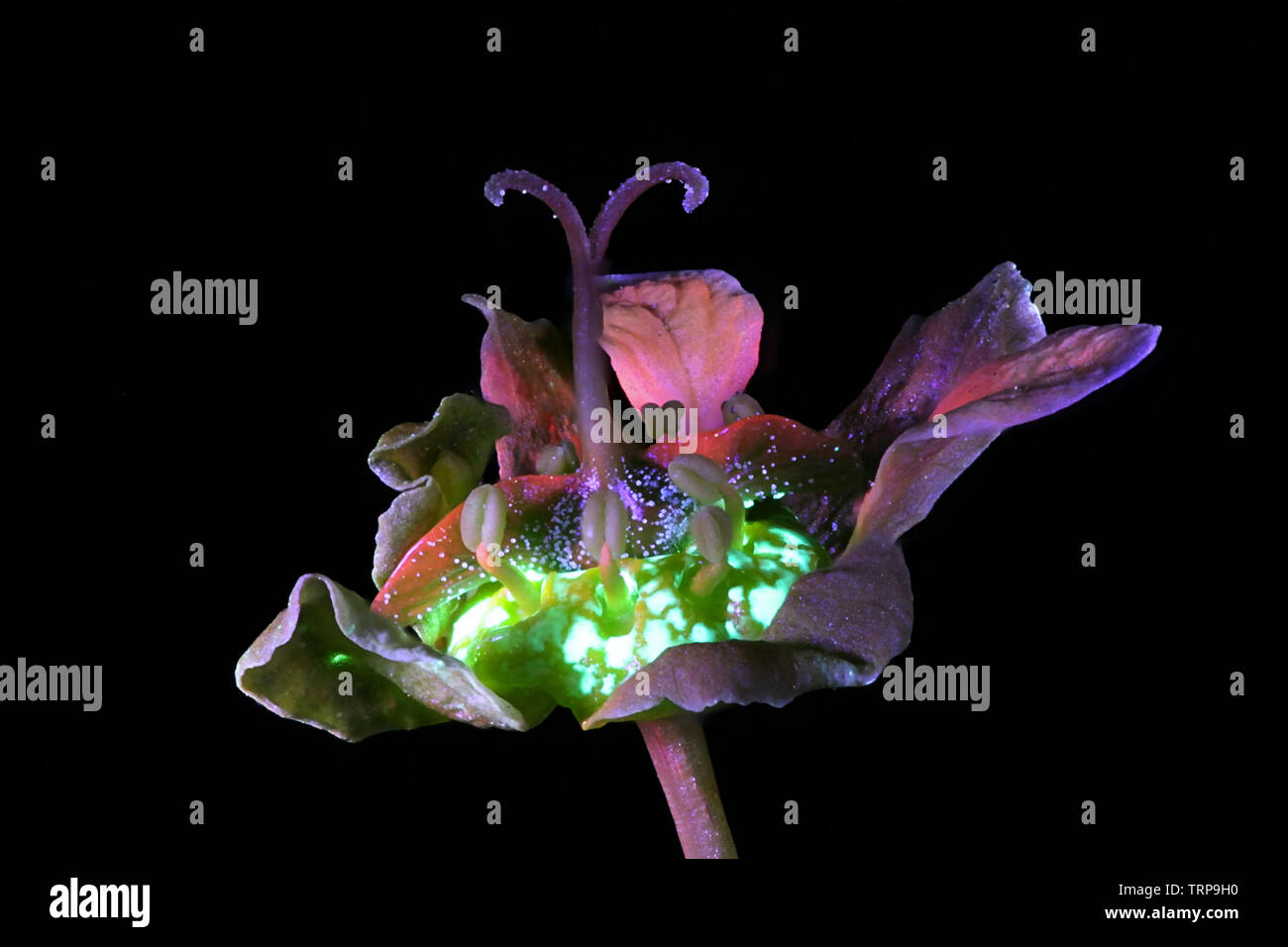 Blumen von Norwegen Ahorn, Acer negundo, fotografiert im UV-Licht (365 nm) Stockfoto