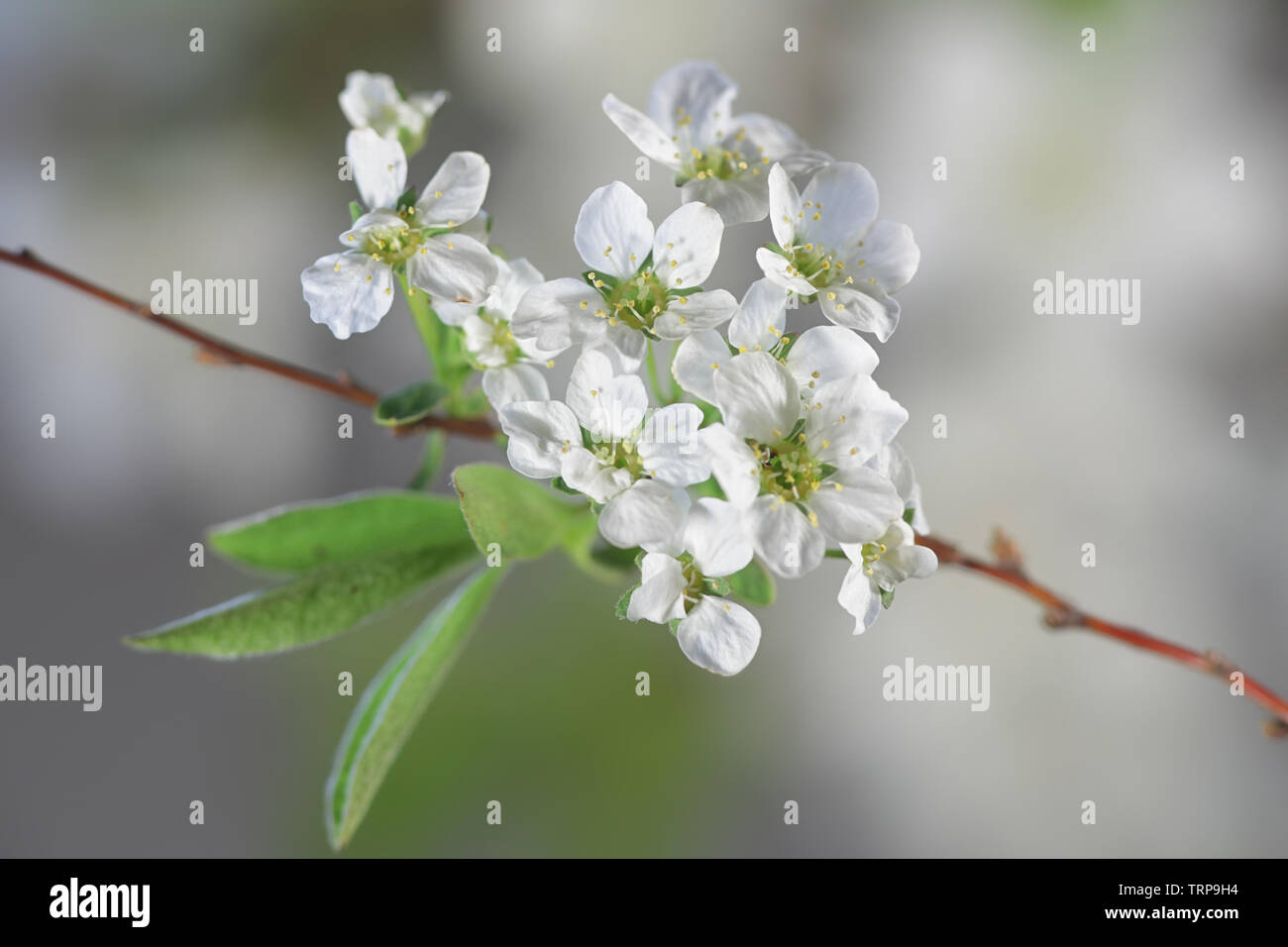 Fabrikantenvilla cinerea 'Grefsheim', bekannt als Girlande oder der erste Schnee spirea Spirea Stockfoto