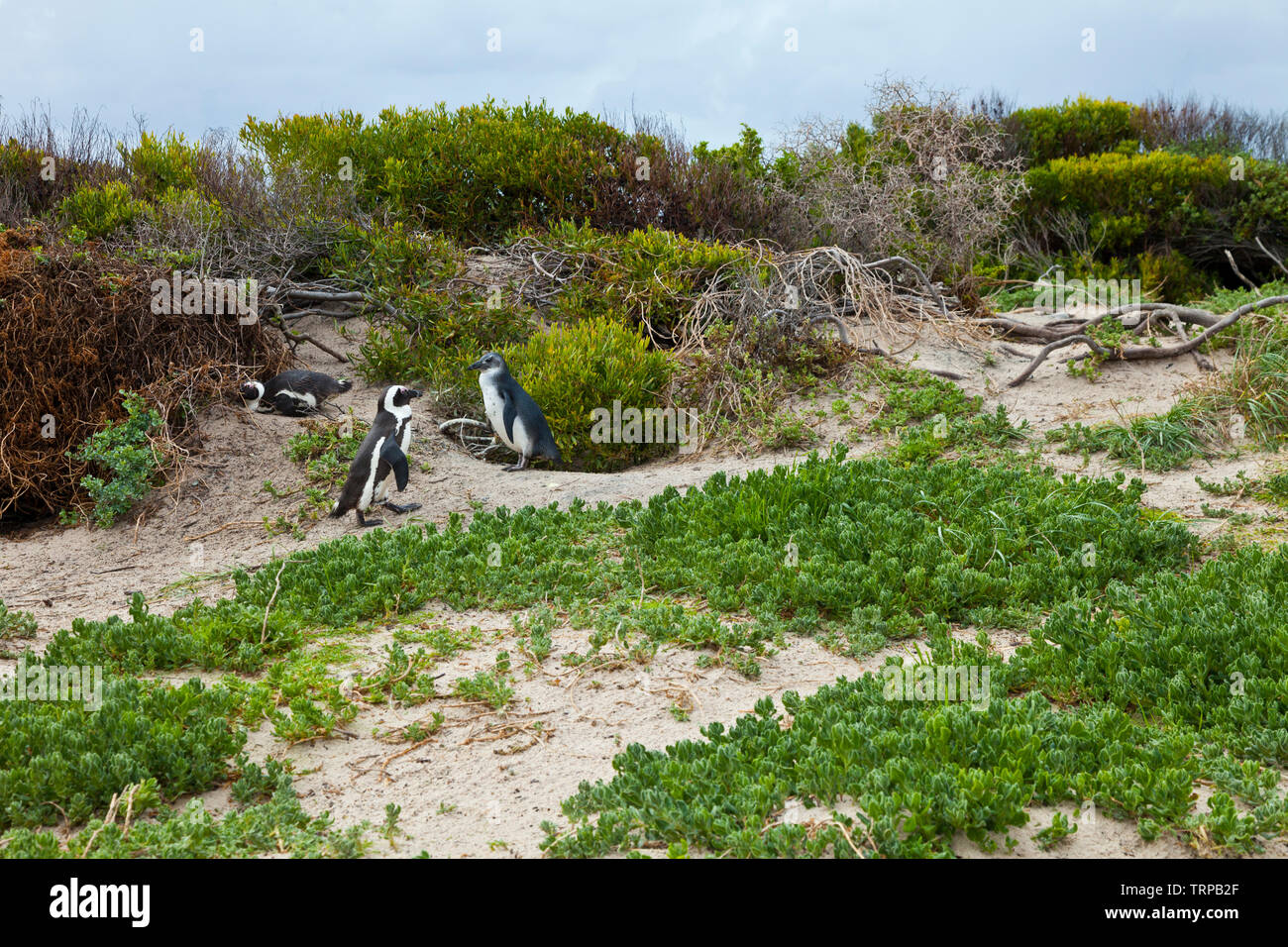 Afrikanische Pinguin - PINGÜINO DEL CABO (Spheniscus demersus), Boulders Beach, Table Mountains National Park, False Bay, Südafrika, Afrika Stockfoto