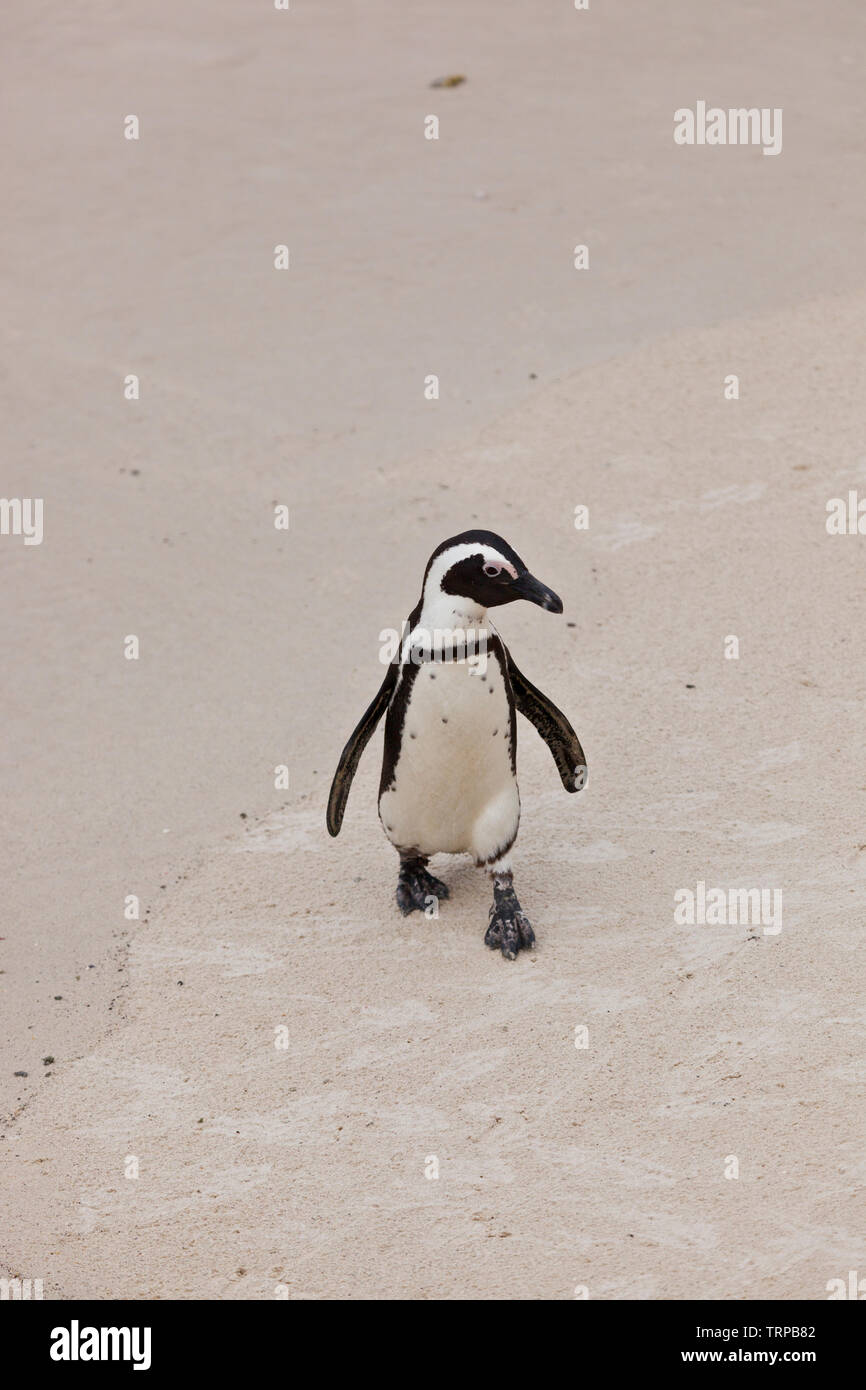 Afrikanische Pinguin - PINGÜINO DEL CABO (Spheniscus demersus), Boulders Beach, Table Mountains National Park, False Bay, Südafrika, Afrika Stockfoto