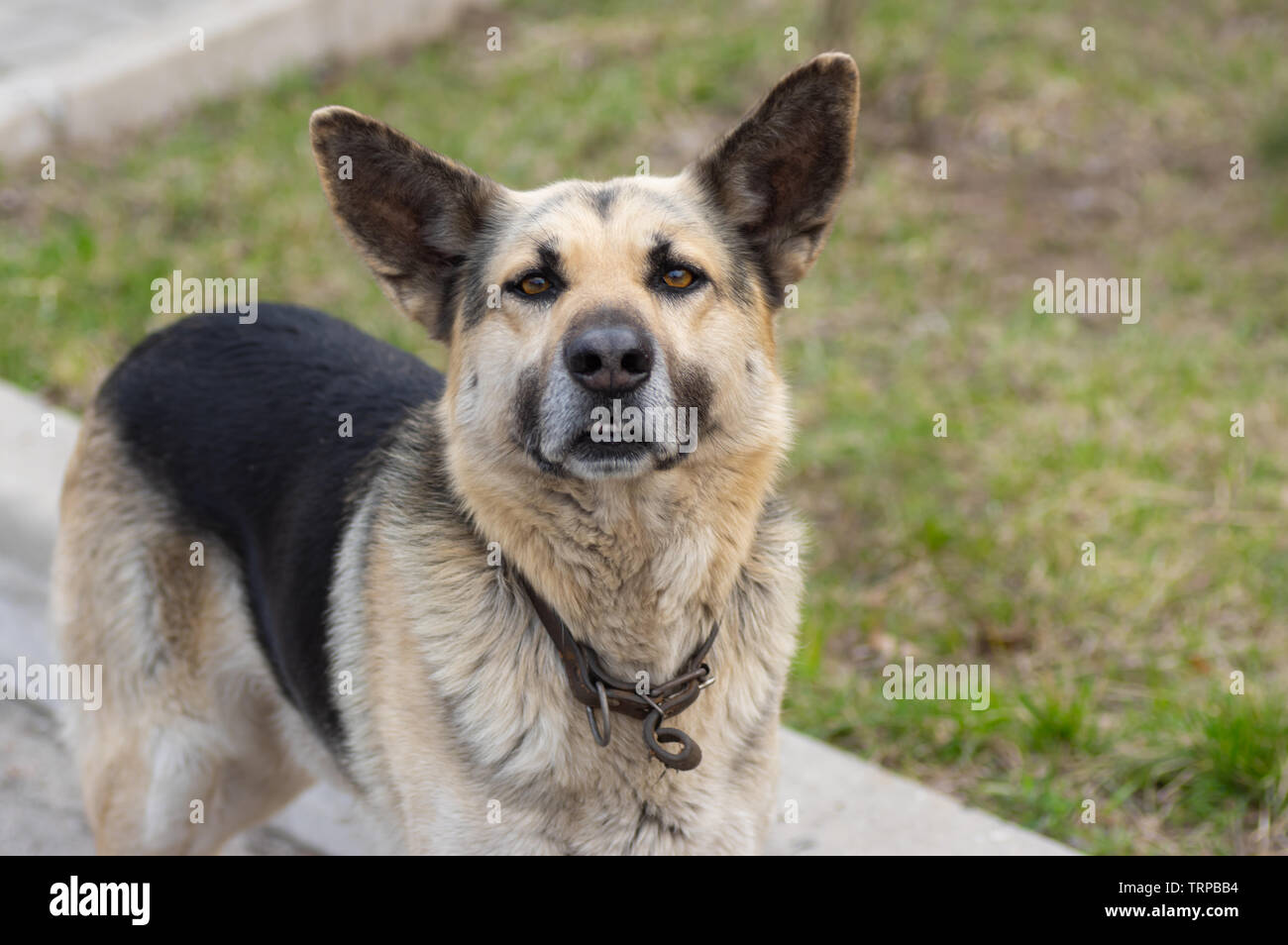 Schöne Outdoor Portrait von niedlichen Schaf Hund ernsthaft suchen Stockfoto