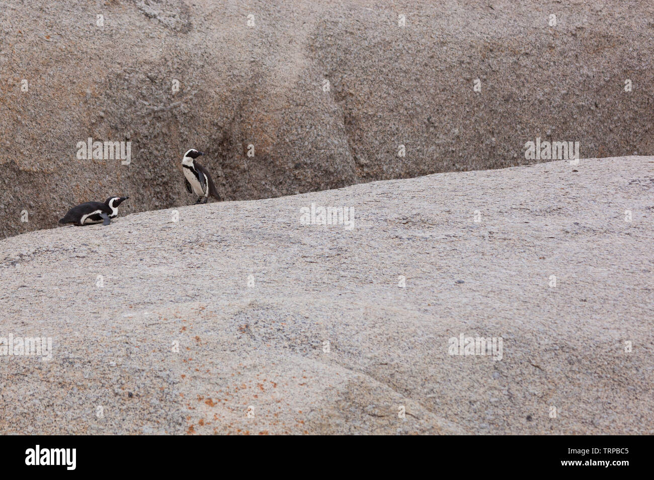 Afrikanische Pinguin - PINGÜINO DEL CABO (Spheniscus demersus), Boulders Beach, Table Mountains National Park, False Bay, Südafrika, Afrika Stockfoto