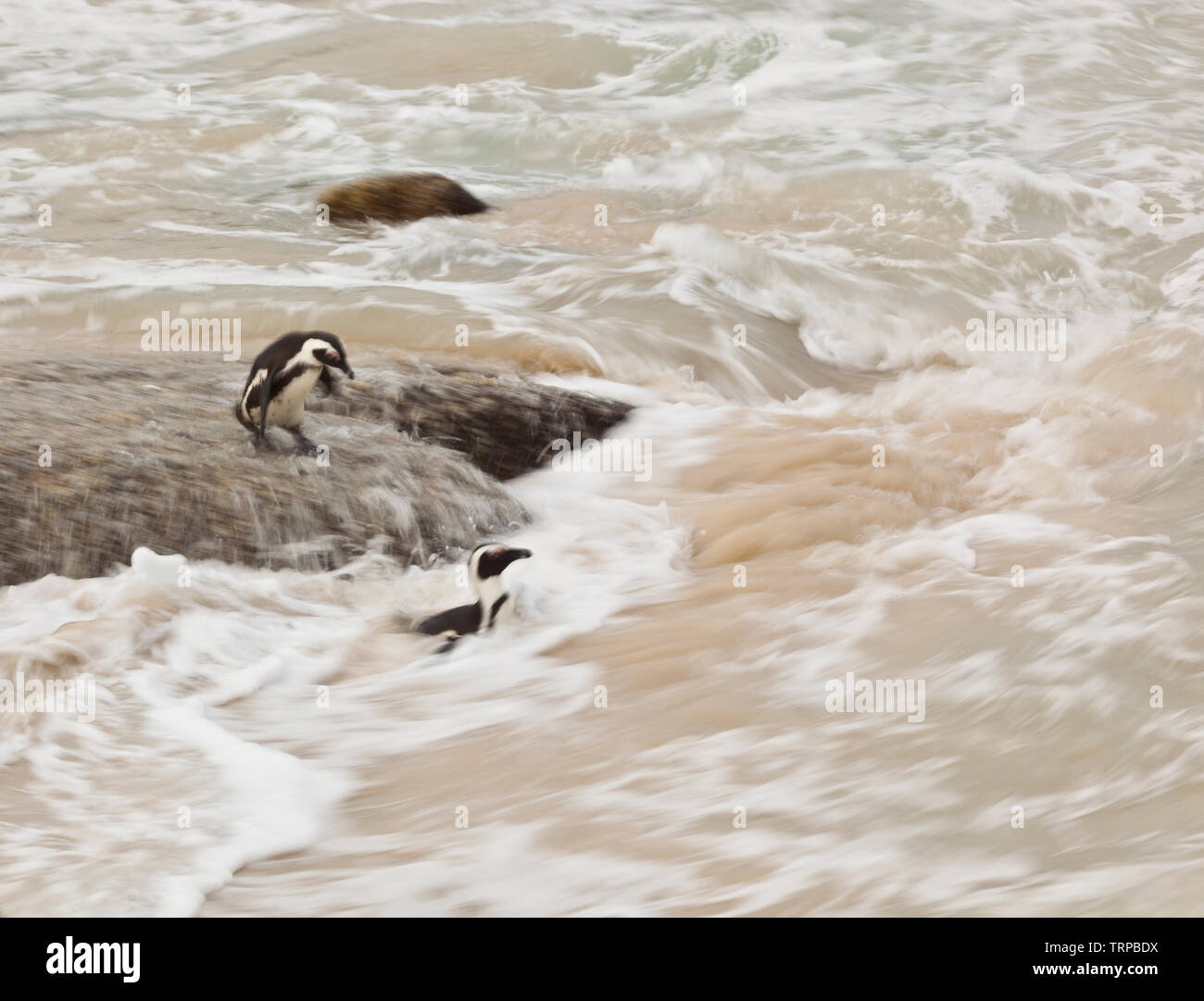 Afrikanische Pinguin - PINGÜINO DEL CABO (Spheniscus demersus), Boulders Beach, Table Mountains National Park, False Bay, Südafrika, Afrika Stockfoto