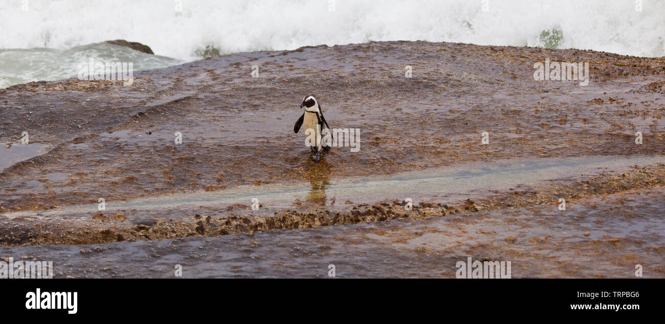 Afrikanische Pinguin - PINGÜINO DEL CABO (Spheniscus demersus), Boulders Beach, Table Mountains National Park, False Bay, Südafrika, Afrika Stockfoto