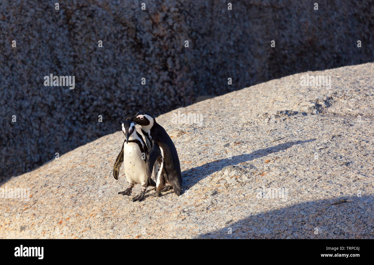 Afrikanische Pinguin - PINGÜINO DEL CABO (Spheniscus demersus), Boulders Beach, Table Mountains National Park, False Bay, Südafrika, Afrika Stockfoto