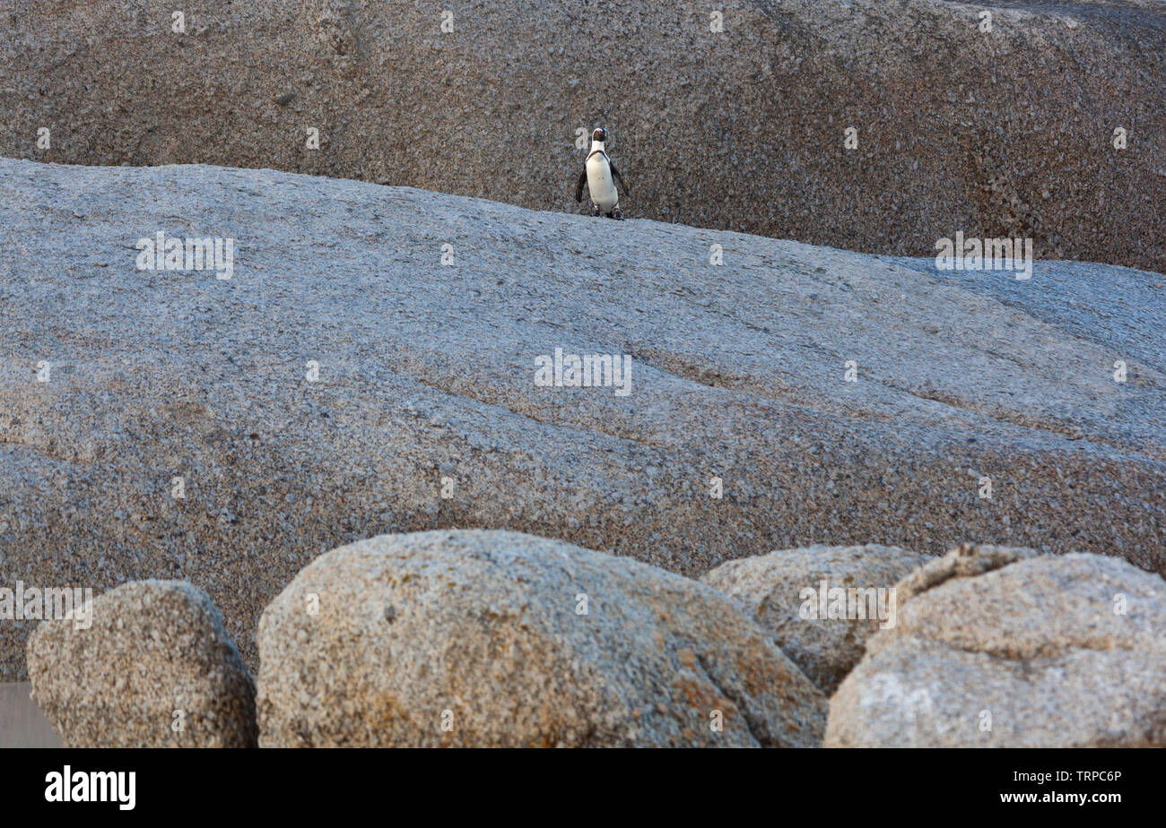 Afrikanische Pinguin - PINGÜINO DEL CABO (Spheniscus demersus), Boulders Beach, Table Mountains National Park, False Bay, Südafrika, Afrika Stockfoto