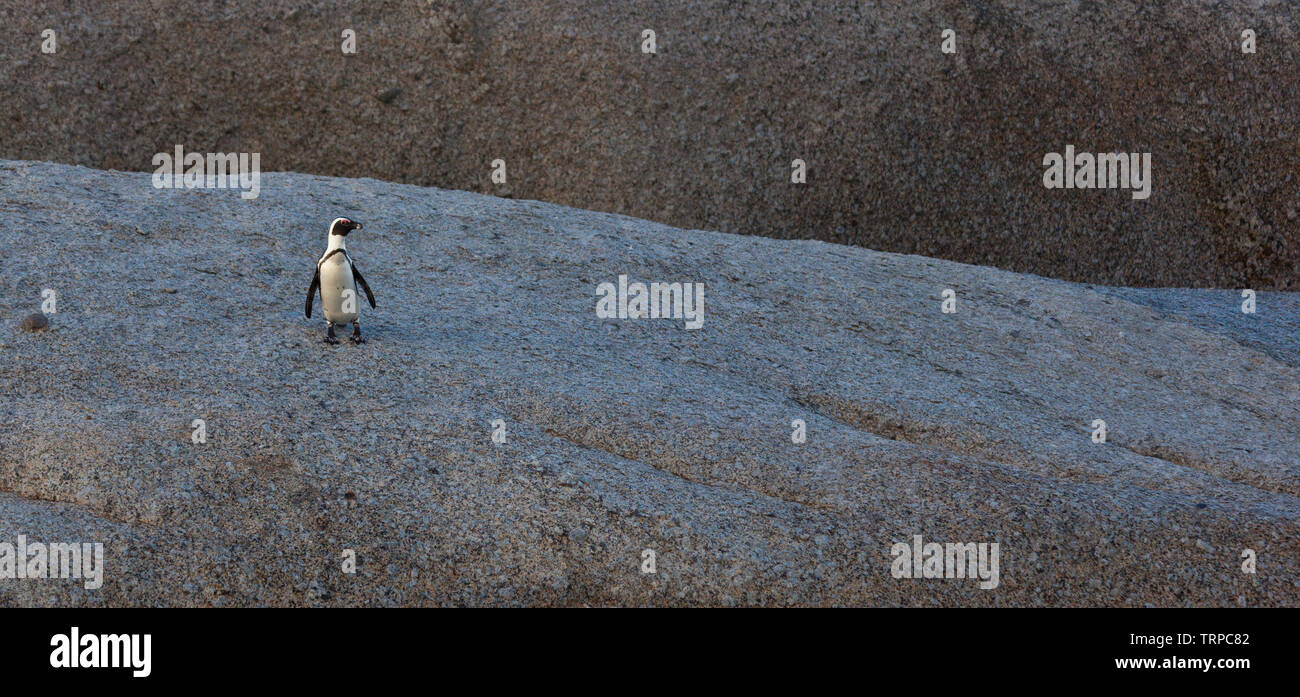 Afrikanische Pinguin - PINGÜINO DEL CABO (Spheniscus demersus), Boulders Beach, Table Mountains National Park, False Bay, Südafrika, Afrika Stockfoto