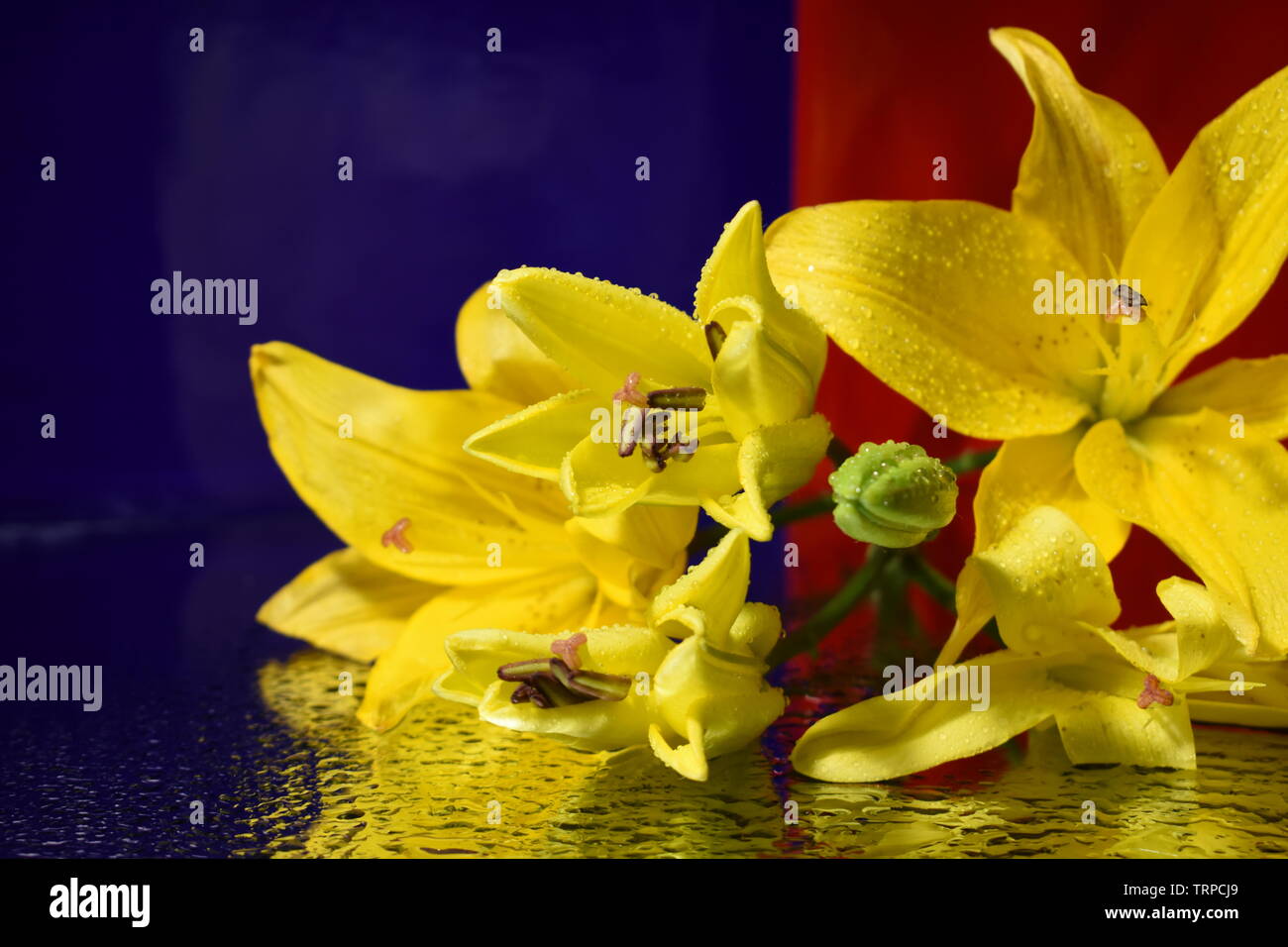Gelbe Lilien auf rotem und blauem Hintergrund. Stockfoto
