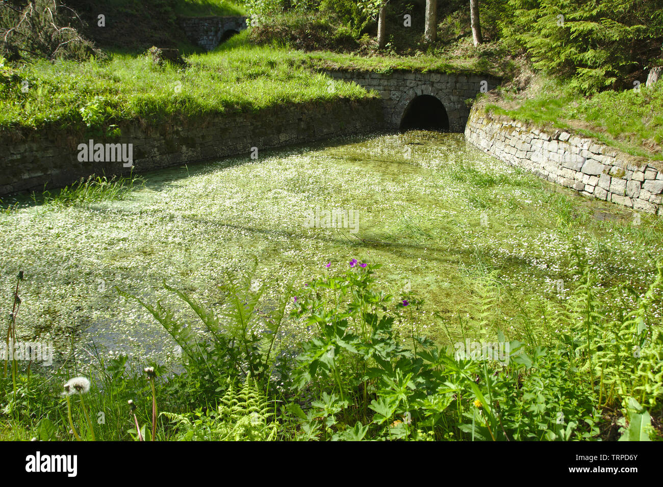 Hutthaler Widerwaage, alte Wasser Management des Oberharzer Wasserregals (Oberharzer Wasserregal), Deutschland, Stockfoto